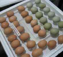 Cum sa alegi un ou pentru un incubator? Așezarea ouălor în incubator