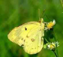 Ce arata un fluture de lemongrass? Fascinant!