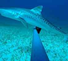 Ce arata un rechin de tigru? Stilul de viață și habitatul prădătorilor marini