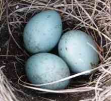 Care sunt ouăle unei aftoase? Culoarea uimitoare a ouălor acestor păsări cântătoare!