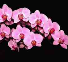 Cum sa cresti orhideele acasa? Secretele de ingrijire pentru aceste flori rafinate