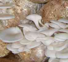 Cum să crească ciupercile din casă: ciupercile de stridii