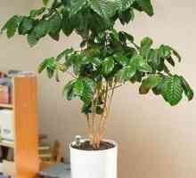 Cum să crești un copac de cafea în casă? Particularitățile culturii