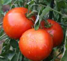 Cum să crească o tomată `sută poods`?