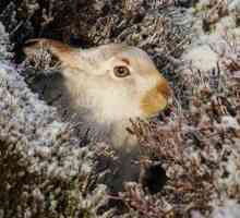 Cum se pregătește iepurele pentru iarnă, ce face pentru a supraviețui?