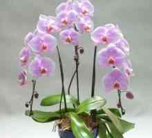 Cum se face floarea de orhidee de mai multe ori pe an?