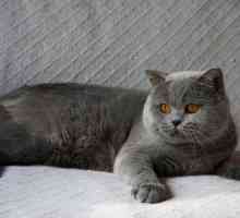 Care sunt rasele de pisici gri?