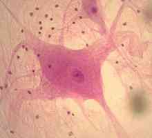 Ce grupuri de celule se numesc țesuturi? Structura celulei tisulare