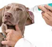 Какие капли для собак ушные применяются при отите и других заболеваниях