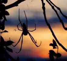 Care sunt caracteristicile structurii și comportamentului păianjenului. Caracteristicile…