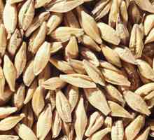 Ce fel de cereale sunt obținute din grâu: nume și proprietăți utile
