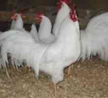 Ce rase de găini ouătoare sunt crescute în Rusia?