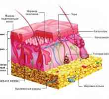 Ce receptori sunt localizați în piele. Structura și funcțiile acestora