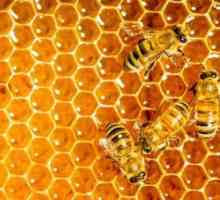 Care sunt vitaminele și mineralele din miere? Proprietăți și compoziții terapeutice