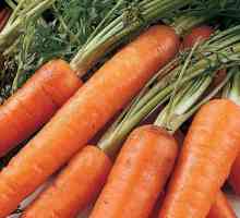 Ce vitamine se găsesc în morcovi? Conținut de vitamine și minerale în morcovi