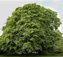 Ce copac este mai mare: eucalipt sau castan? Înălțime de castan și eucalipt