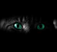 Care este viziunea pisicii - culoare sau alb-negru? Lumea prin ochii unei pisici