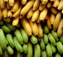 Care banană este mai utilă - galben sau verde: caracteristici, beneficii și efecte negative asupra…