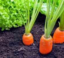 Ce fel de morcovi este mai bine să puneți sub iarnă în suburbii?