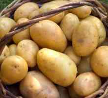 Какой тип плода у картофеля? Плоды пасленовых