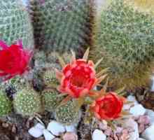 Cactus înflorit: ce fel de îngrijire necesită?