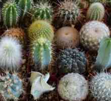 Cacti: soiurile, fotografiile și descrierea acestora. Principalele tipuri de cactusi