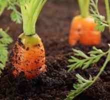 Ce fel de sol are morcovul? Solul pentru morcovi și sfecla, ceapa și mărarul