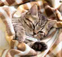 Infecția cu calcevirus la pisici: simptome și tratament