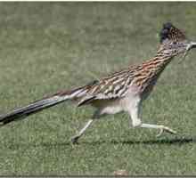 Californian cuckoo-plantain - un excelent alergător
