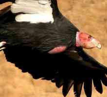 California Condor: habitat și descriere a speciilor