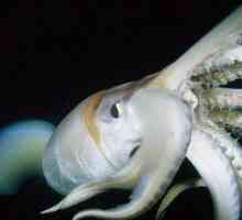 Squid Humboldt - gigantul misterios al adâncurilor mării