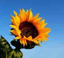 Conținutul caloric, avantajele și daunele cauzate de halva de floarea-soarelui