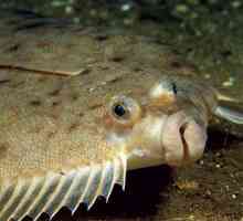 Flounder al mării: descriere, habitate, reproducere și modalități de capturare