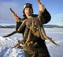 Crabul Kamchatka este o delicatesă migratorie