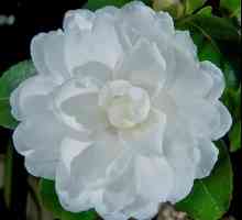Camellia japoneză - frumusețe înfloritoare