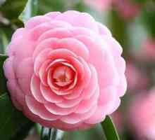 Camellia chineză: crescând acasă