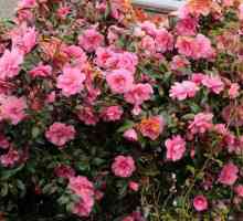 Grădina Camellia - plantare și îngrijire. Camellia: plantare, reproducere, îngrijire, note și…