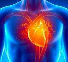 Corpurile inimii umane: descriere, structură, funcții și tipuri