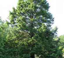 Pinul canadian este un copac conifer veșnic, cu ace plate. Tsuga canadian