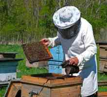 Bomboană pentru albine: o rețetă pentru gătit. Îmbătrânirea albinelor în timpul iernii: lecții de…