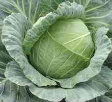 Cabbage Kolobok: Caracteristici de îngrijire