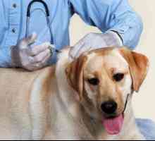 Carantină după vaccinare contra rabiei la câini. Program de vaccinări
