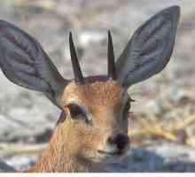 Antilopa pitic este un animal care cuibeste cuiburi