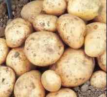 Cartofi din jeleu: o descriere a soiului, fotografii și recenzii