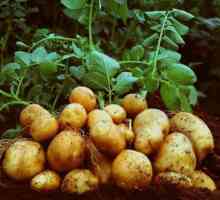 Cartofi Elizabeth: descrierea soiului și revizuirile consumatorilor