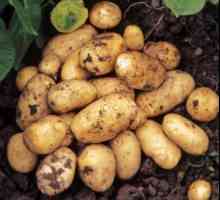 Granada cartofi: descrierea soiului, cultivarea