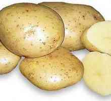 Cartofi Karatop: particularități ale cultivării