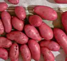 Cartofi "stacojiu": o descriere a soiului, recenzii ale grădinarilor