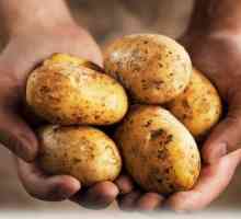 Potul de cartof: caracteristic soiului. Fotografii, recenzii, descriere