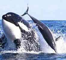 Killer Whale: Este o balenă sau un delfin? Să ne dăm seama împreună.